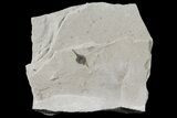 Fossil Seed- Green River Formation, Utah #109204-1
